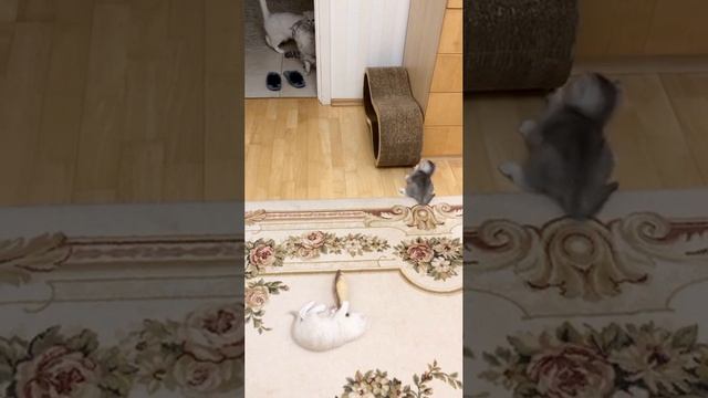 Котята кошки Кайли играют.