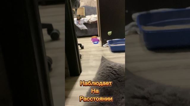 Нашли кошечку на улице #15