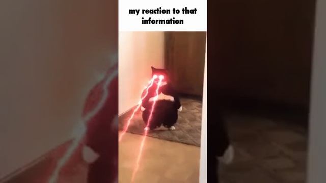 БЕДНЫЙ ЛАЙК