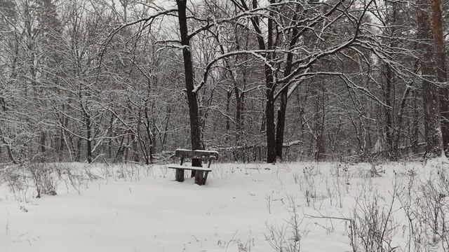 Зимний лес, Тольятти (12.12.24)