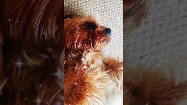 милота