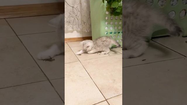 Котята кошки Кайли кушают, играют.