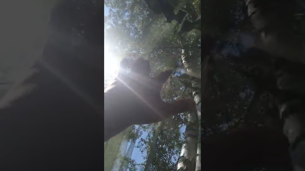 вид из гамака