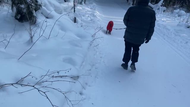 Гуляем с Ари по парку в Порошино, уютная трасса AryDober