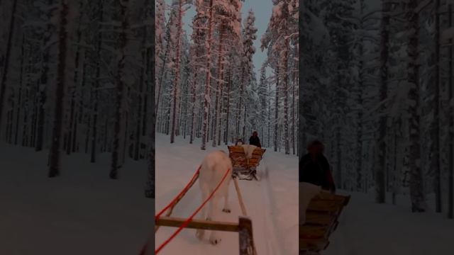Зима ❄️