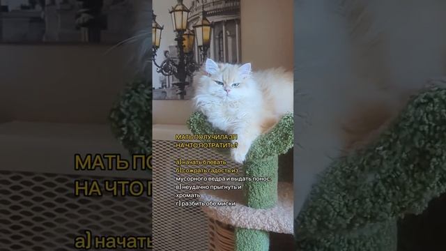 Кошки питомника Al Li MaN
