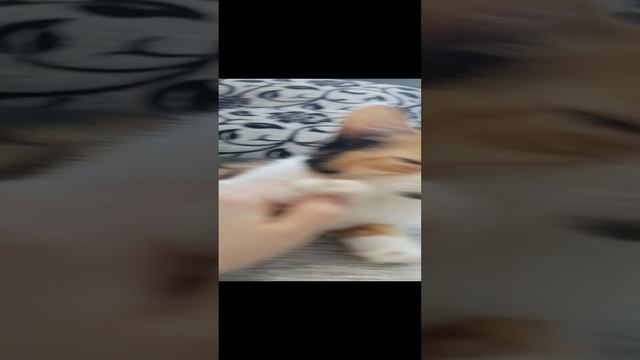 VID_20241214_095423.mp4