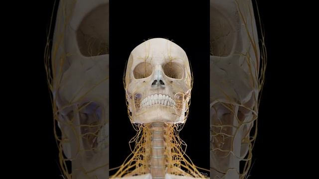 Exploded view of the brain and skull  #anatomy #meded #3dmodel