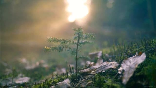 2012 вдохнул мир breathed the world СОЛНЦЕМЁД SUNHONEY MUSIC