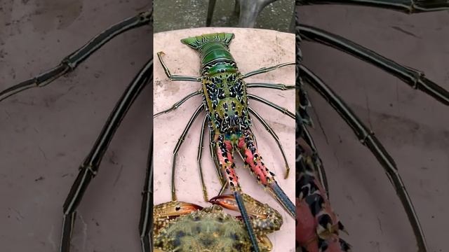The Giant Lobsters.