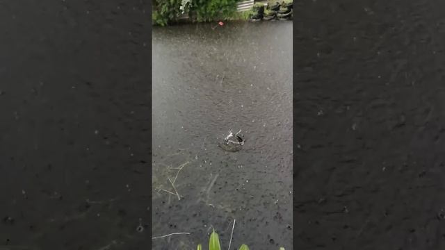 Карась в сильный дождь на поплавок .