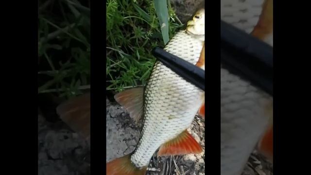 Крупная красноперка на маховую удочку ..