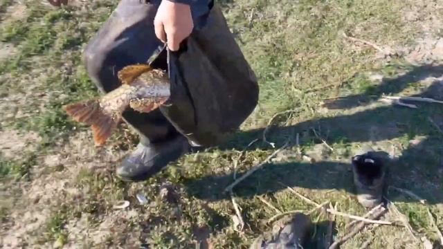 Поймали большую щуку на блесну