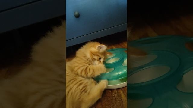 Тихие игры маленьких курильских бобтейлей