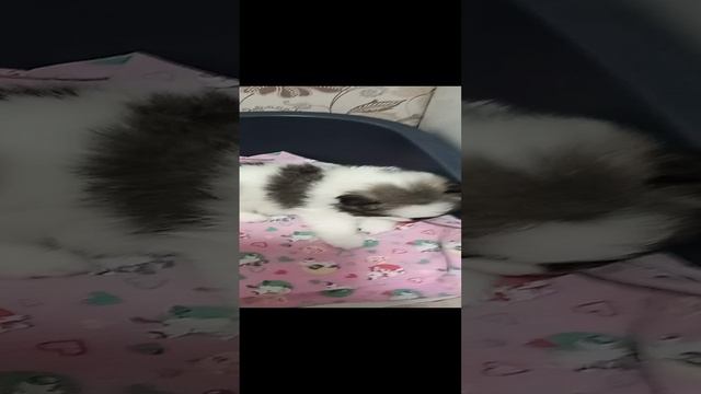 Мои мимимишки