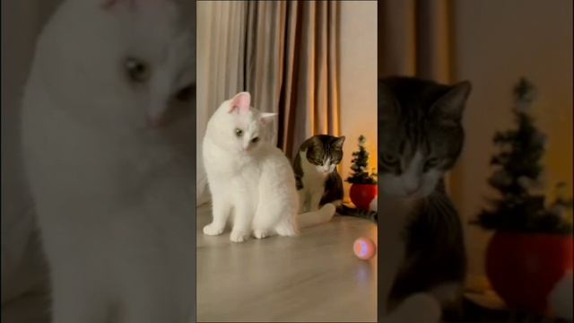 Мята лучшая!!!