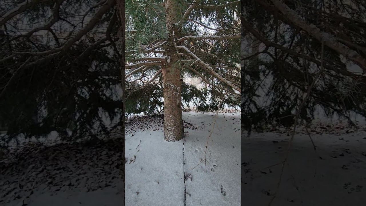 Кот Тимон, первый снег )). Оттава, Канада, декабрь.