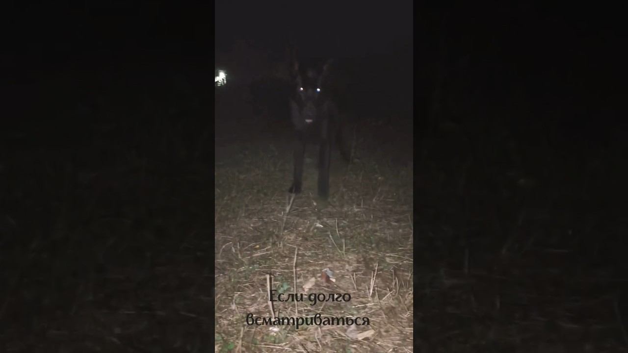 Нас ждут из темноты.