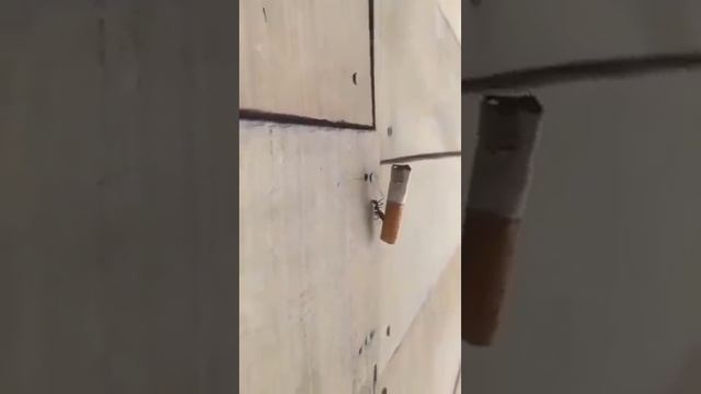 Вредные привычки говорите?))))