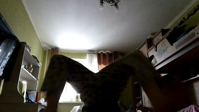 VID_20241214_120934.mp4
