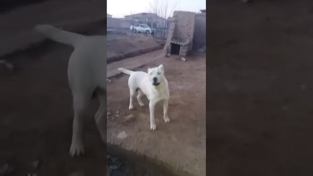 АЛАБАЙ