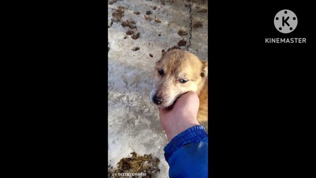 разноглазый пёс!