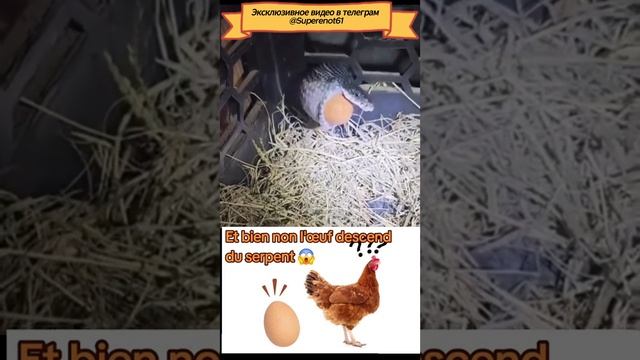 Змея