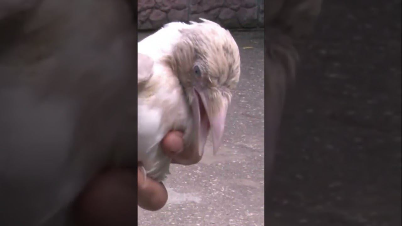 Белая Ворона