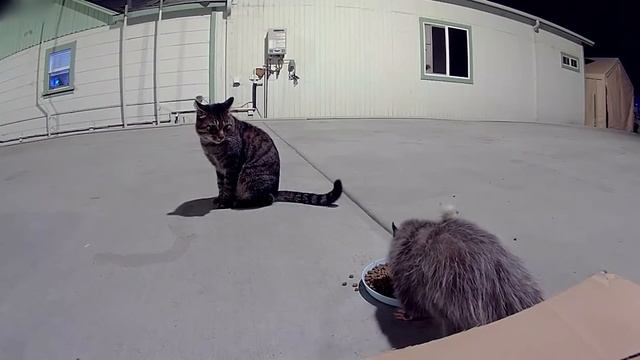 Коты в ярости