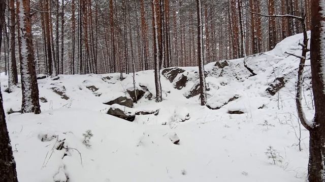 прогулка по лесу. Белорецк.