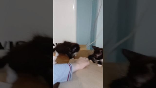 Котята 2 мес в добрые руки