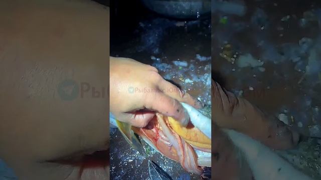 Мое видео3