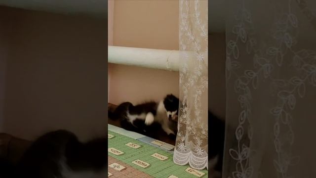 Котенок играет с игрушечной мышкой. #шорты