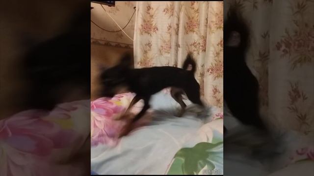14-12-2024 Учитель танцев даёт урок к Новому году