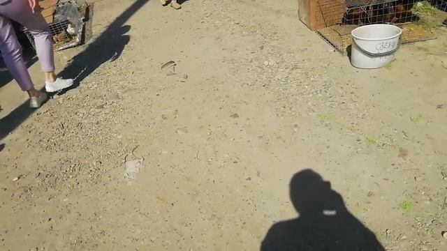 Базарный день в Старощербиновской, хаш и туман...