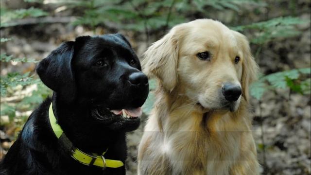 Picture Your Pets | Commercial II