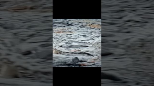 СНЕЖНЫЙ БАРС на ОХОТЕ в горах🤔😯