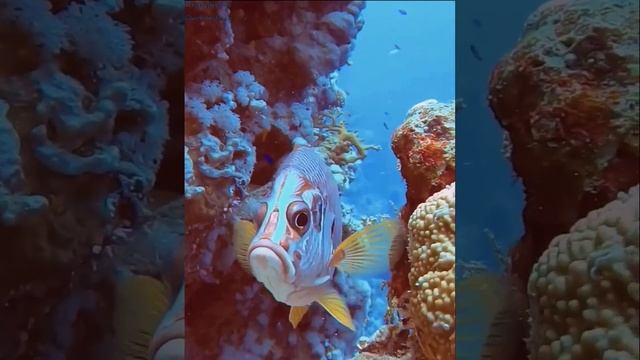 addb11912354bb80c13e157bf21ada0f.mp4