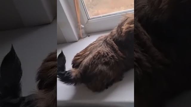 Шитцу мальчик