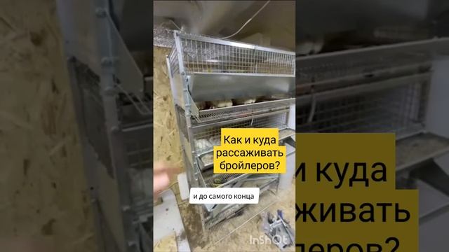 Как и куда рассаживать бройлеров - ссылка в описании #подворье #бройлер