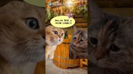 В бане #мыкотики #вмем #разговор #анекдот #шутки #животные #юмор #кошки #смешное #мемы #скетчи