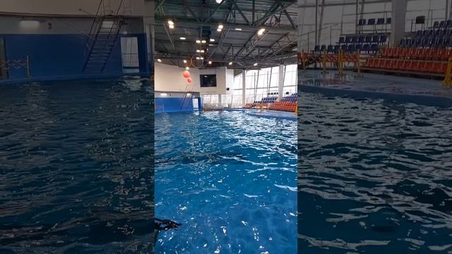 Очаровательные создания
