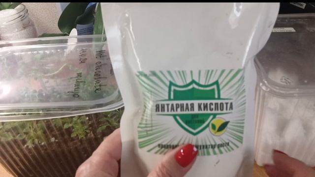 Меристемные ГОРТЕНЗИИ Инвитро. Адаптация и первая подкормка. 14.12.2024