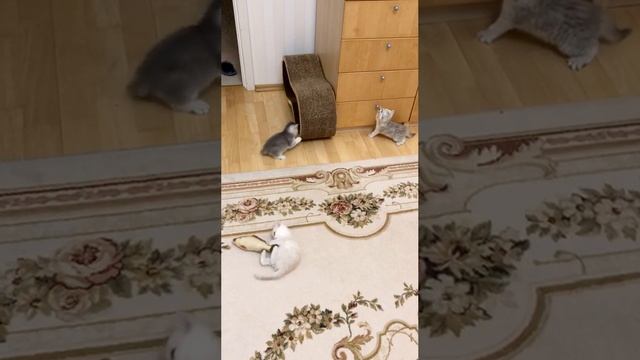 Котята кошки Кайли играют.