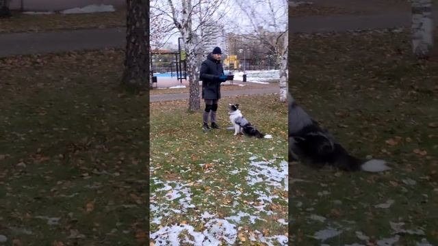 БК Арчи - каскад из бабочек