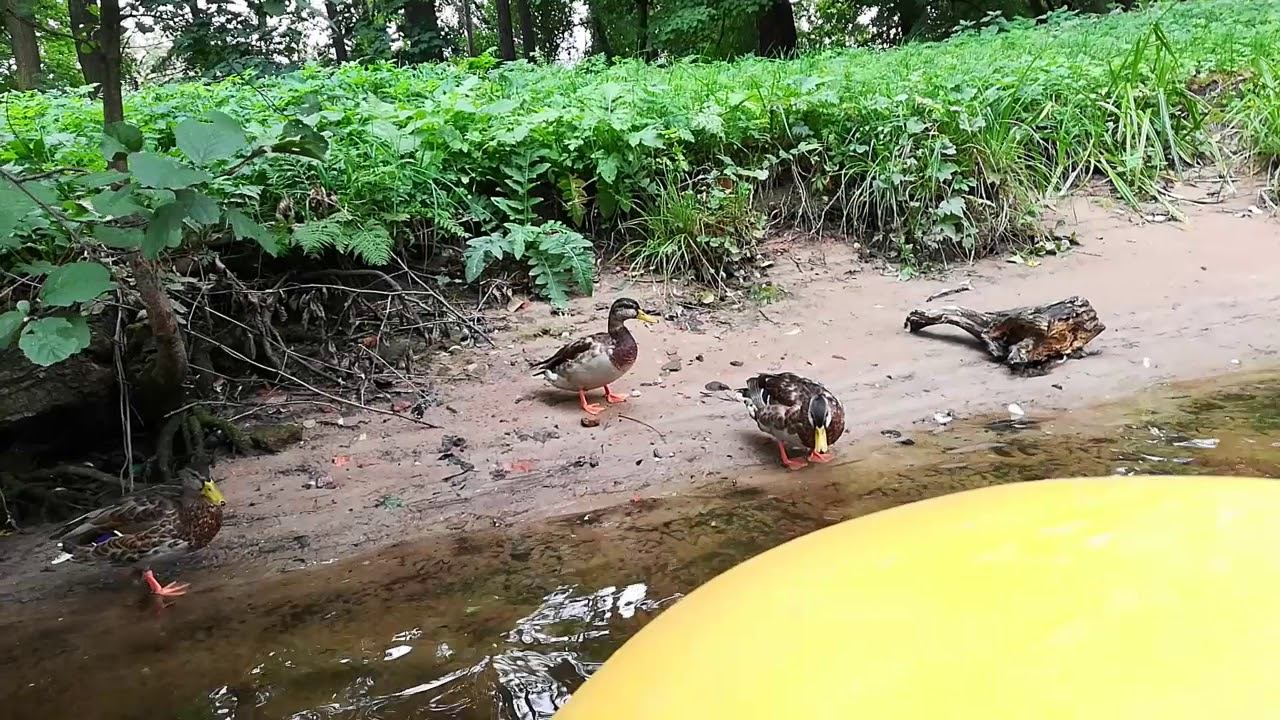 Как я нашёл уток