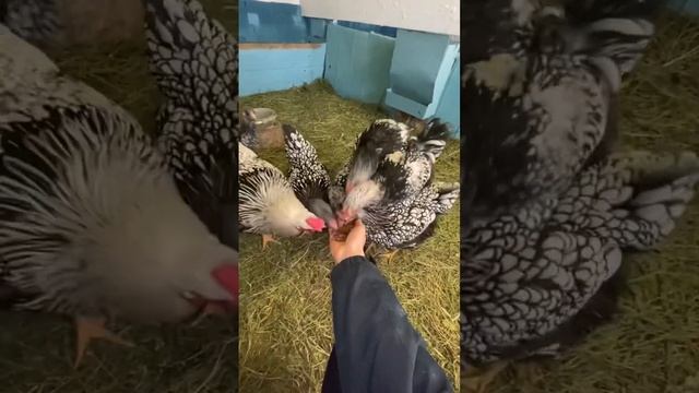 Утро в деревне 🐶🐰🐤🐥🤯🐣🐶😅