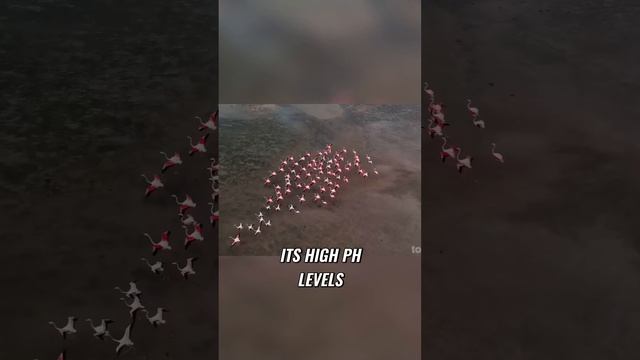 Exploring the Deadliest Lake on Earth: Lake Natron in Tanzania