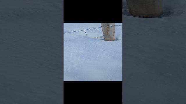 Шнур электропастуха под снегом