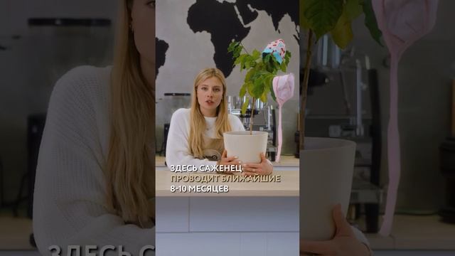 А вы что-нибудь слышали о кофейных яслях? #shorts